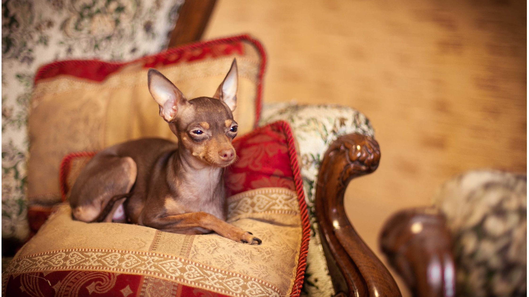 A small Russian Toy Terrier laying on a pillow
