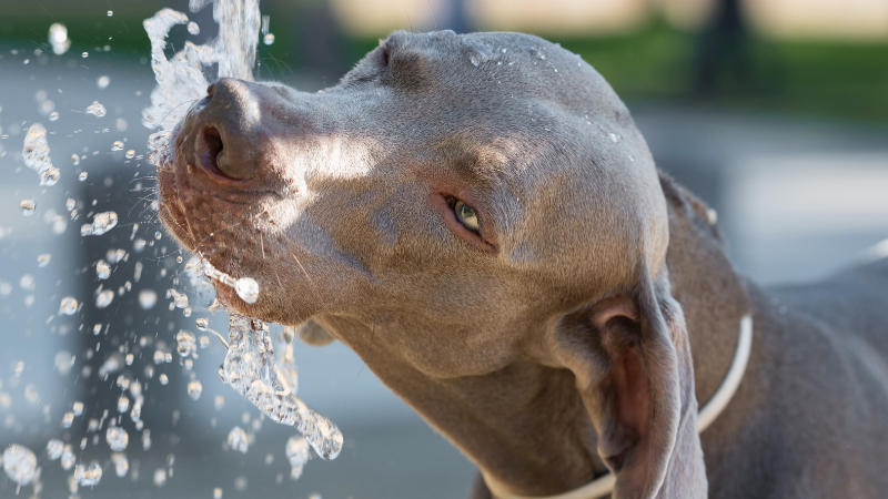adea65e6 d6c0 4f98 a035 13716603c101 Dog Not Drinking Water (All the Possible Causes & Solutions)