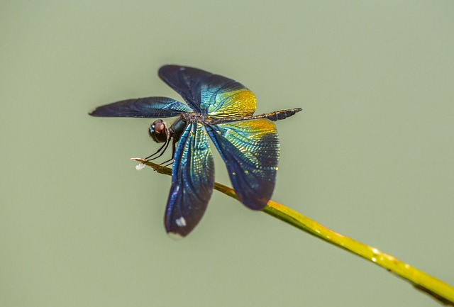 greater blue-wing, rhyothemis plutonia, thailand