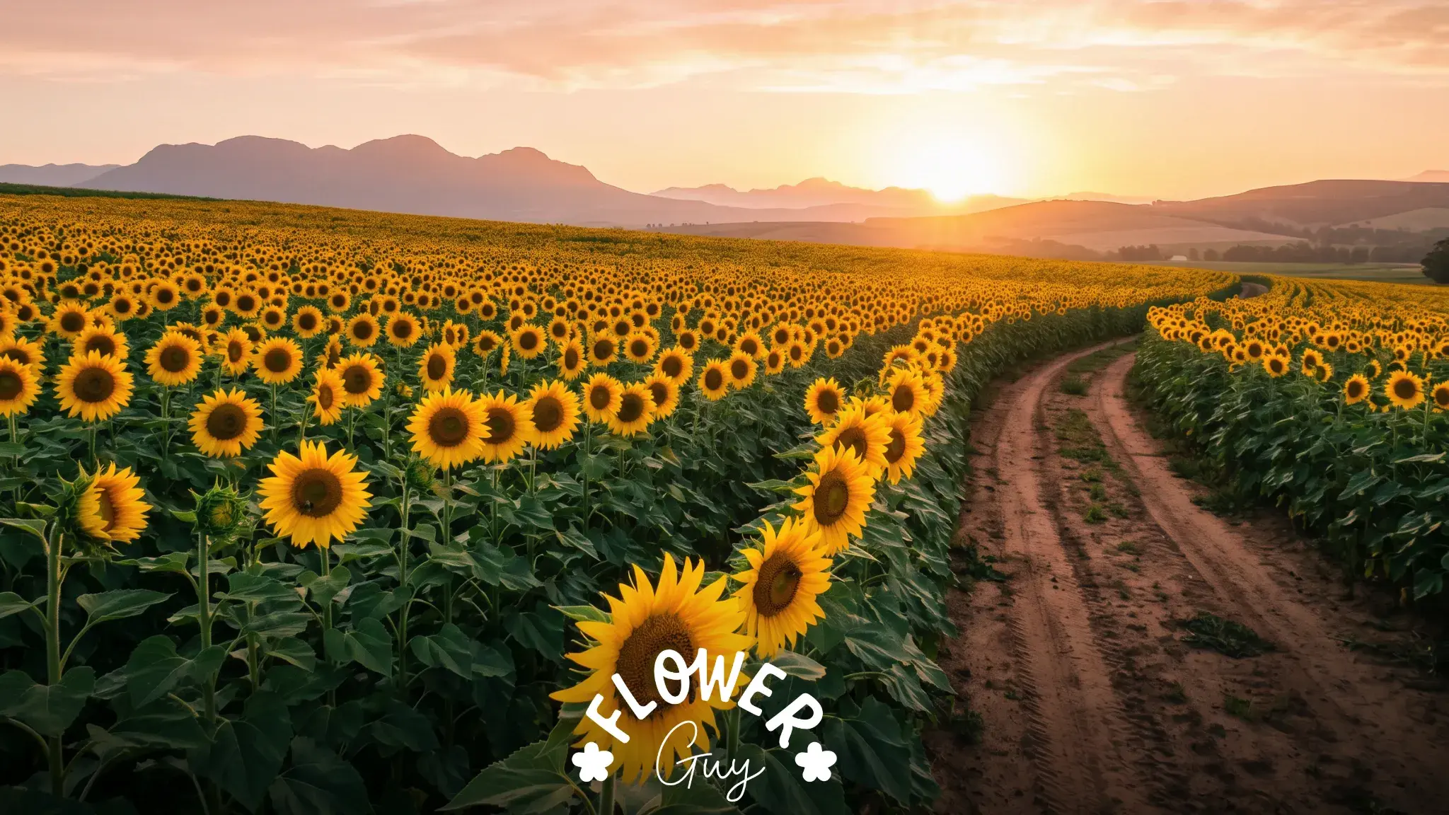 Stellenbosch sunflower field at sunrise with all flower heads turning toward the rising sun