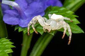 3,177 Crab Spider Stock Photos, Pictures & Royalty-Free Images - iStock