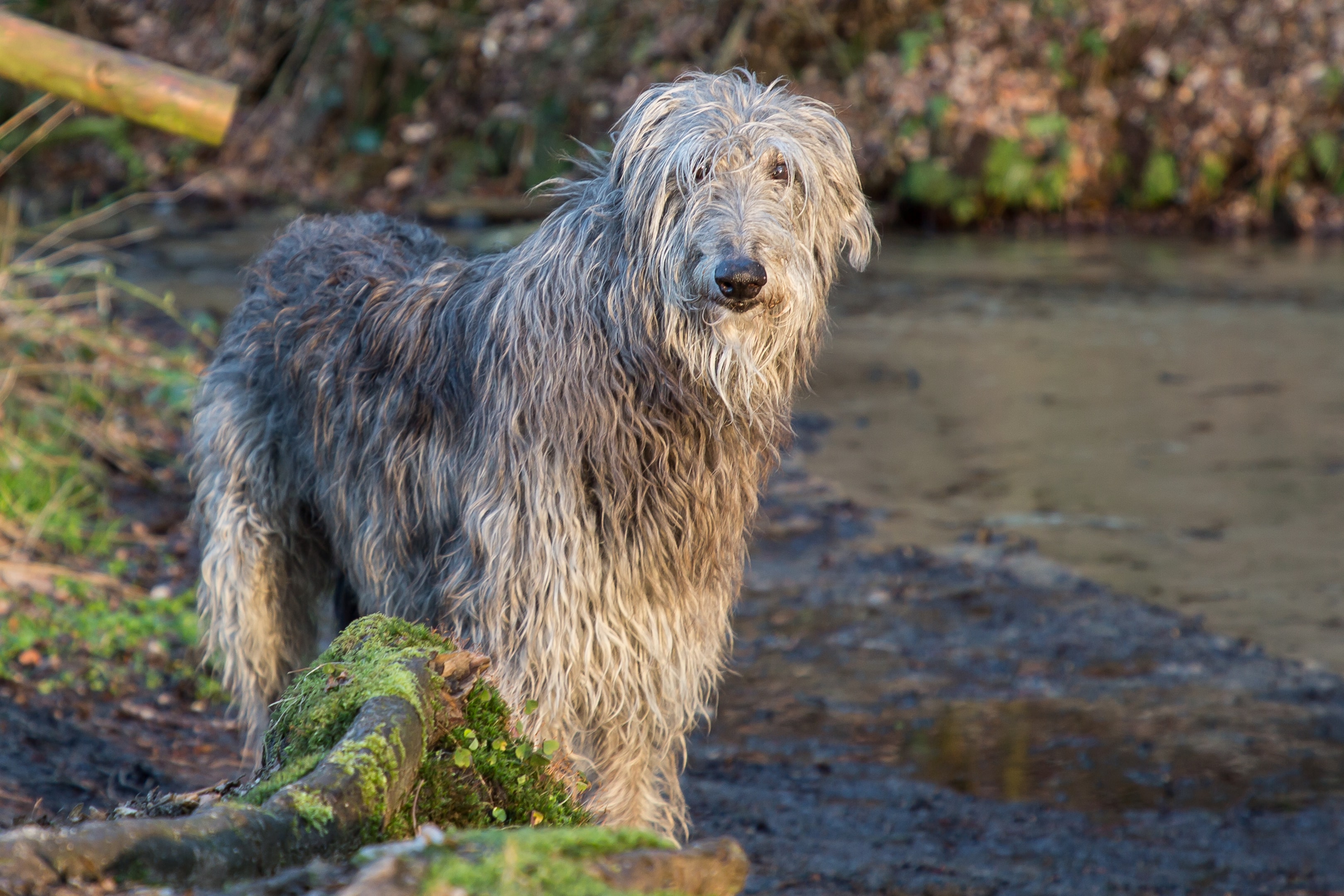 A Deerhound standing by a small creek