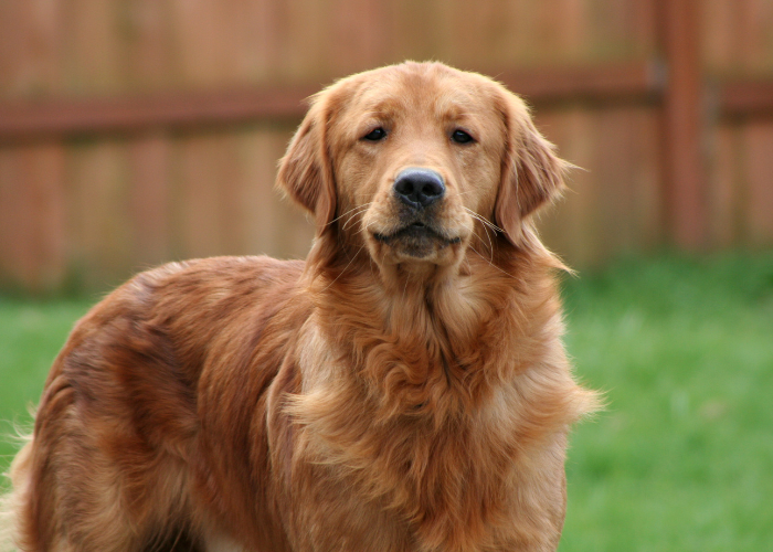 A beautiful cream colored Golden Retriever, one of the most popular cream colored dog breeds.