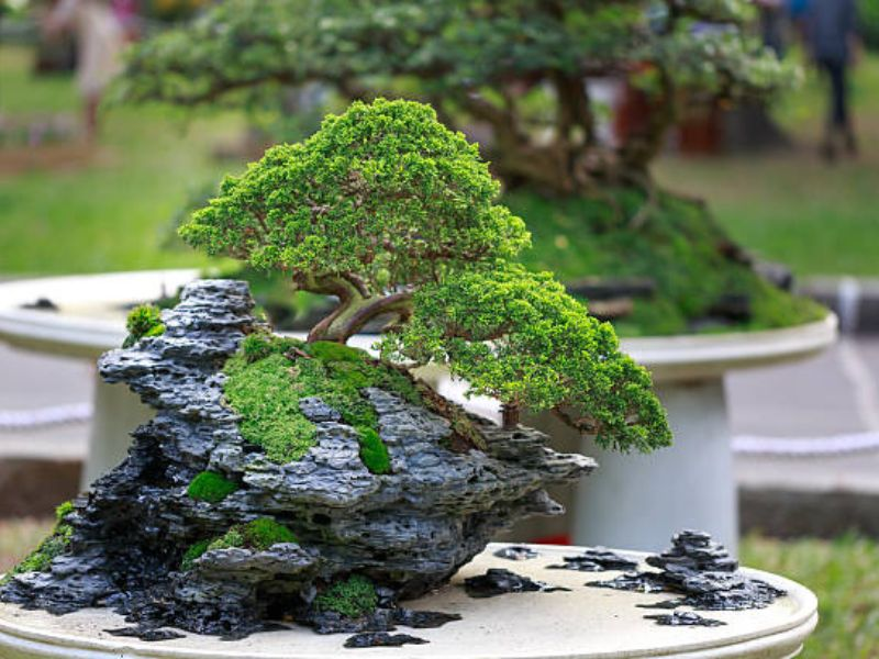 Lava rock is a top choice for bonsai artists due to its excellent drainage, root health benefits, and stability.
