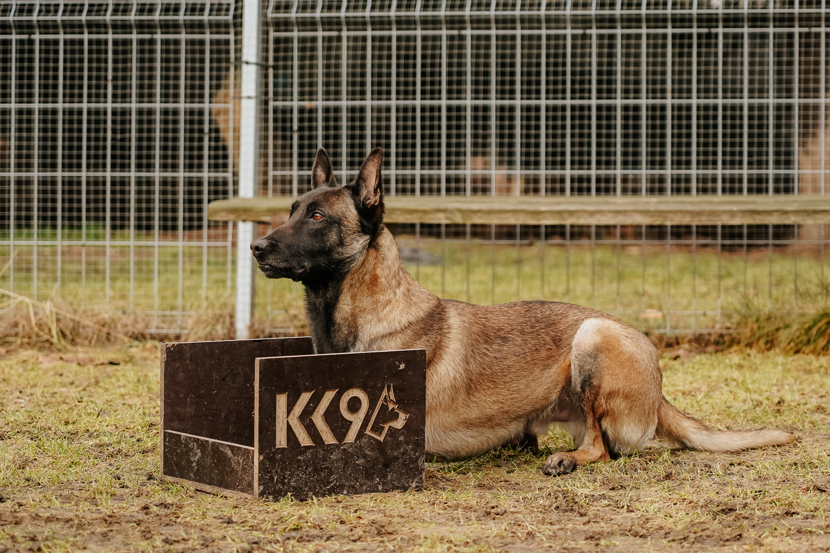 Szkolenie psa służbowego K9 wymaga specjalisty lub planu treningu z psem