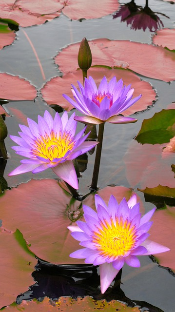 water lily, lilies, purple