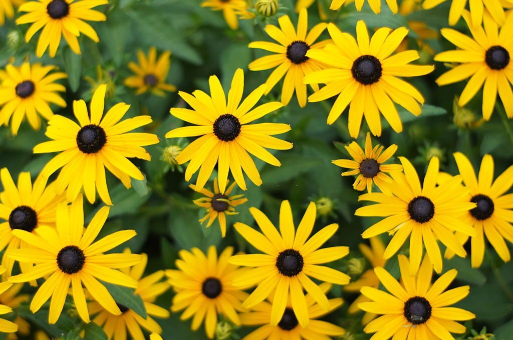 Black Eyed Susan
