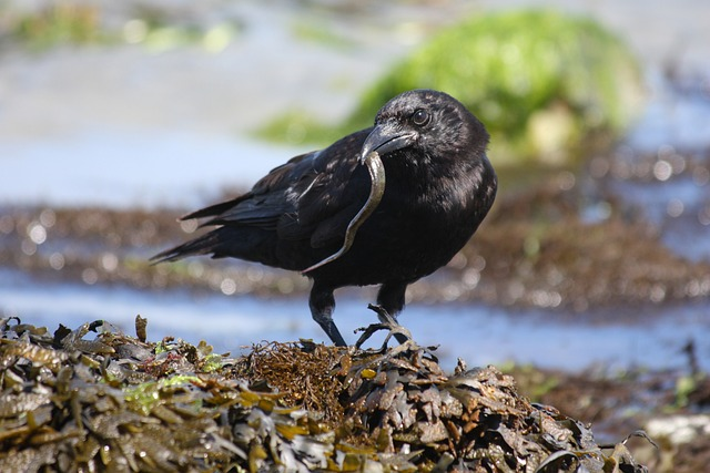 Fish crows, birds that start with F