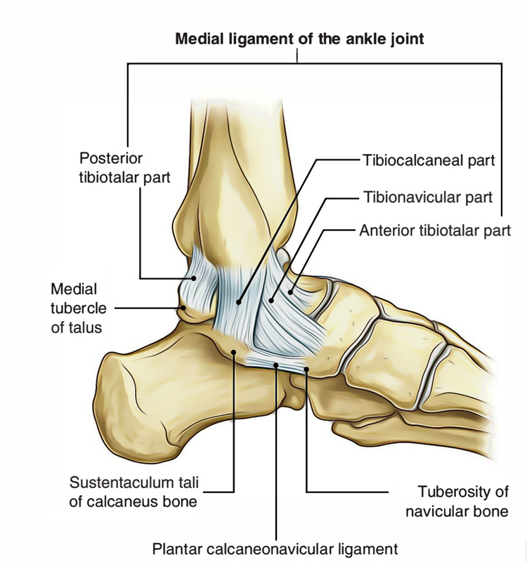 Depiction of the medial ankle ligaments and structures.
