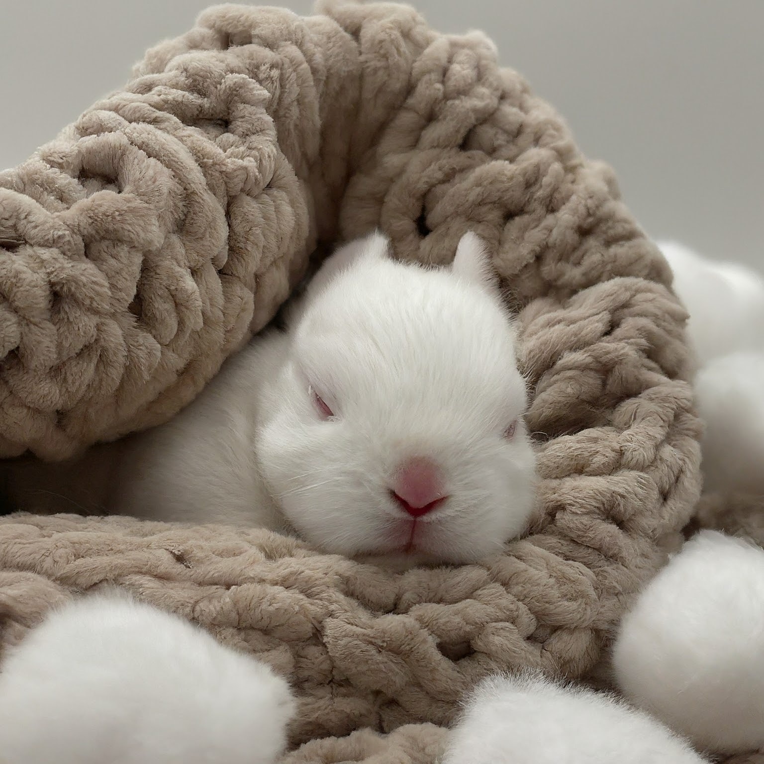 Caring for Orphaned Baby Bunny