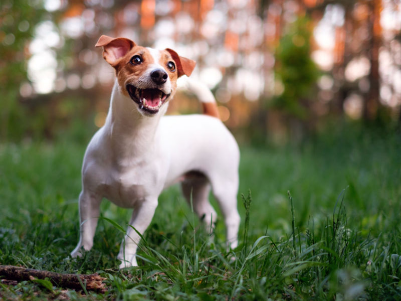 jack russell terrier looking at camera