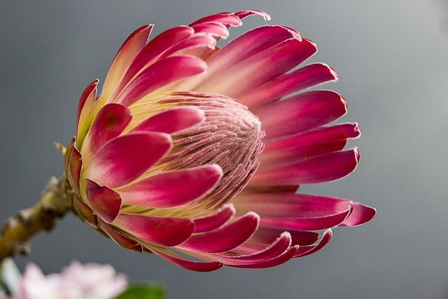 queen protea, south africa, pink flower head, blushing bride, creamy white 