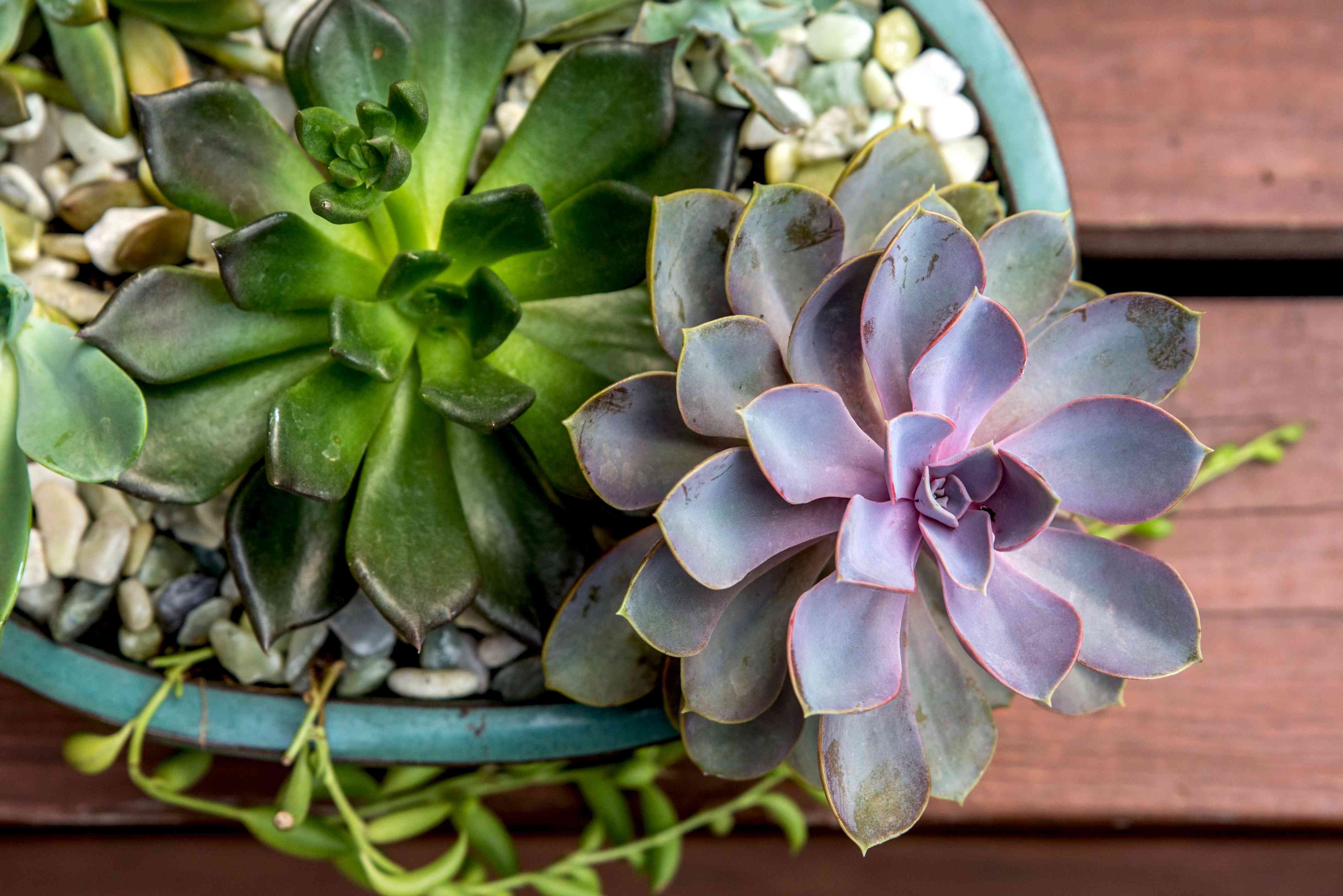 common succulent pests, common pests