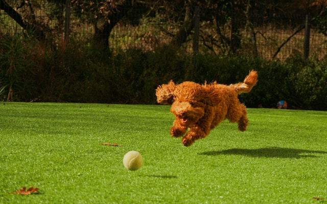 Brown Curly Haired Dog Running To Get A Ball