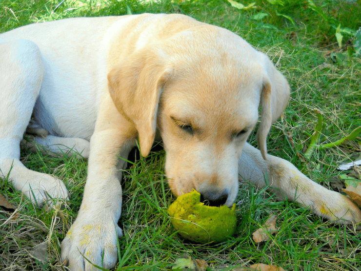 Can Dogs Eat Mango? 6 Amazing Nutrients That You Need To Know