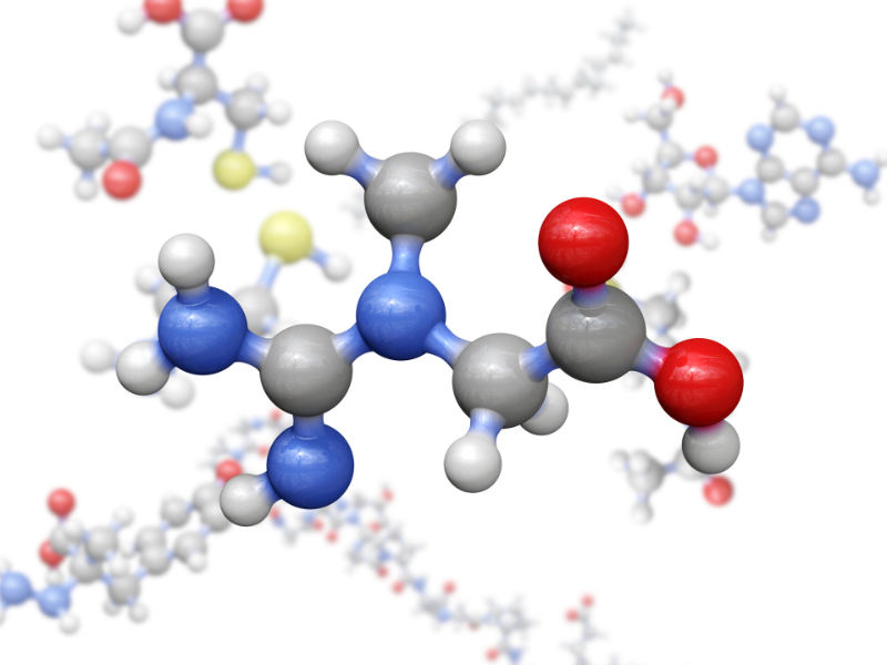 An image showing creatine molecules and muscle cells.