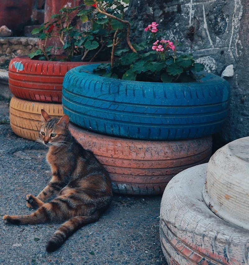 Creative container garden ideas with unique plant arrangements. Creative container garden ideas with unique plant arrangements.