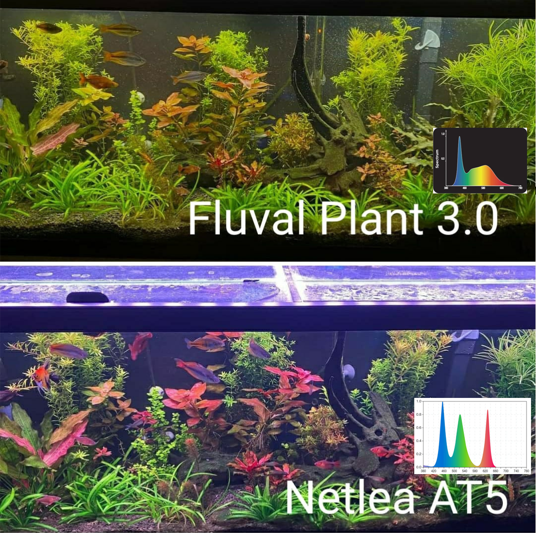 Aquarium lit by a Fluval 3.0 light