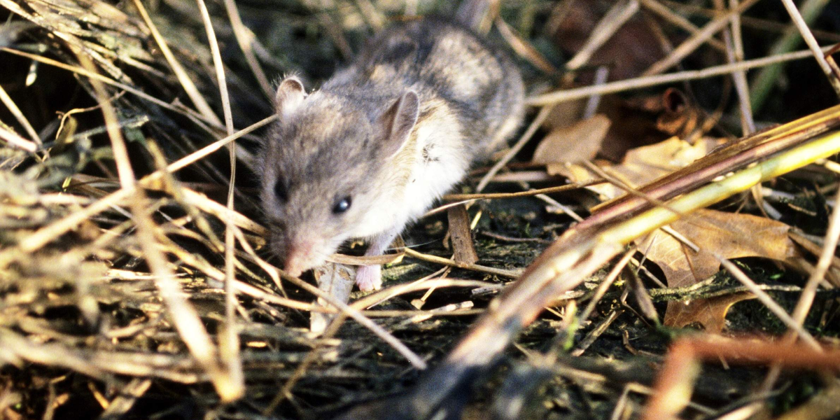 interesting animals in new jersey