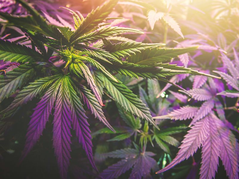 purple hazy cannabis plant