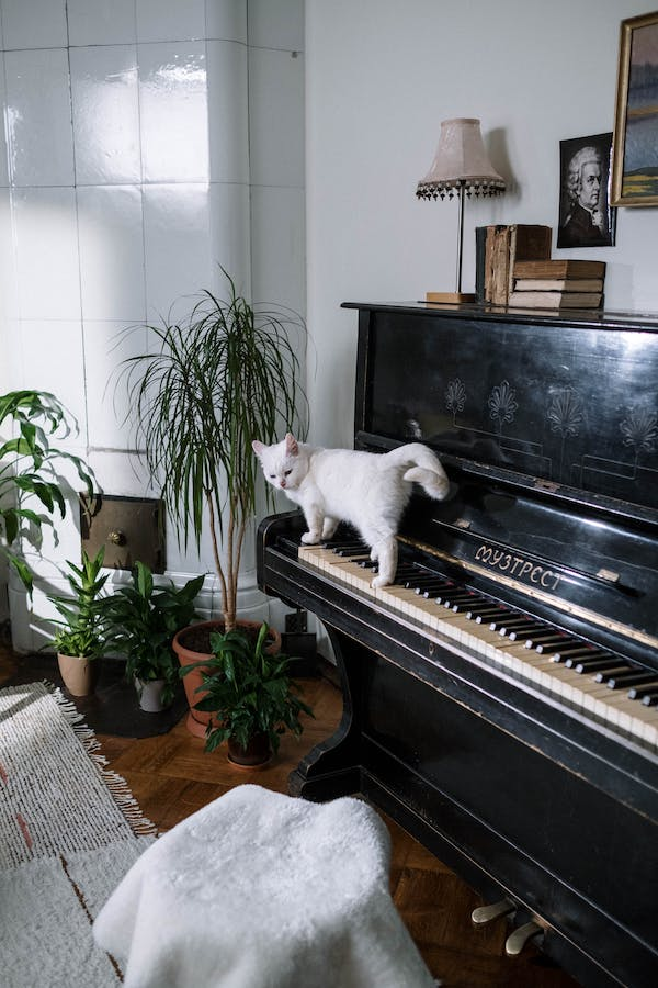 Cat on Piano