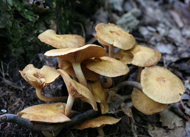 honey mushrooms, fungi, fungus