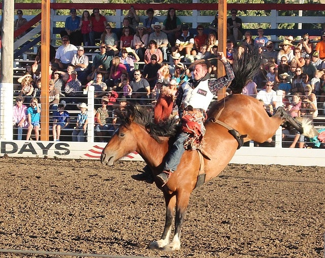 A bronco at a rodeo