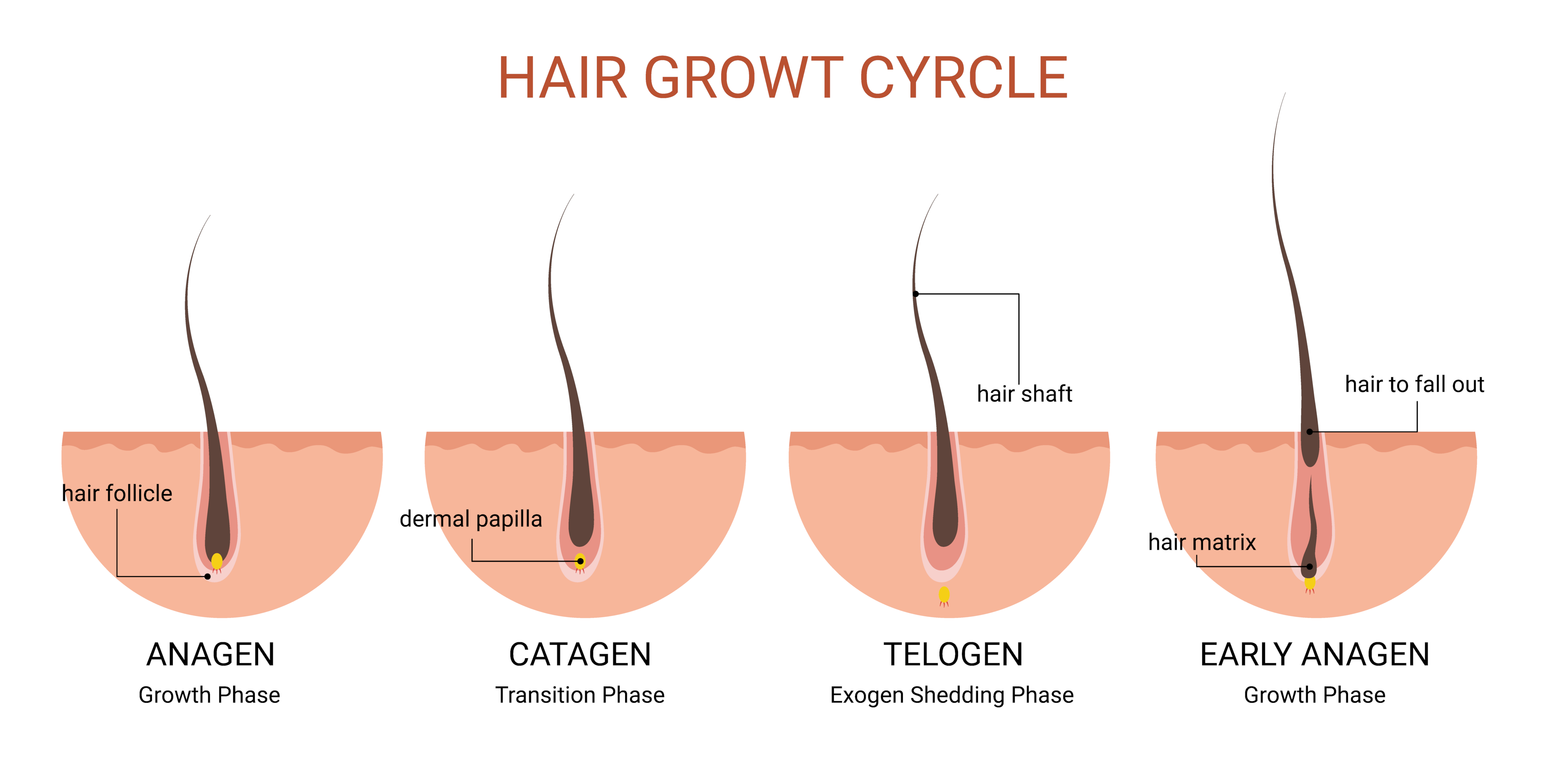 There are four cell cycle stages, but only two are involved in hair fall.