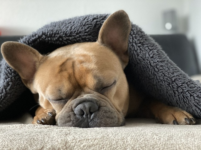 pug snuggled and sleeping under blanket