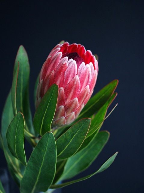 pink flower heads, protea eximia, south africa's national flower, protea lanceolata 