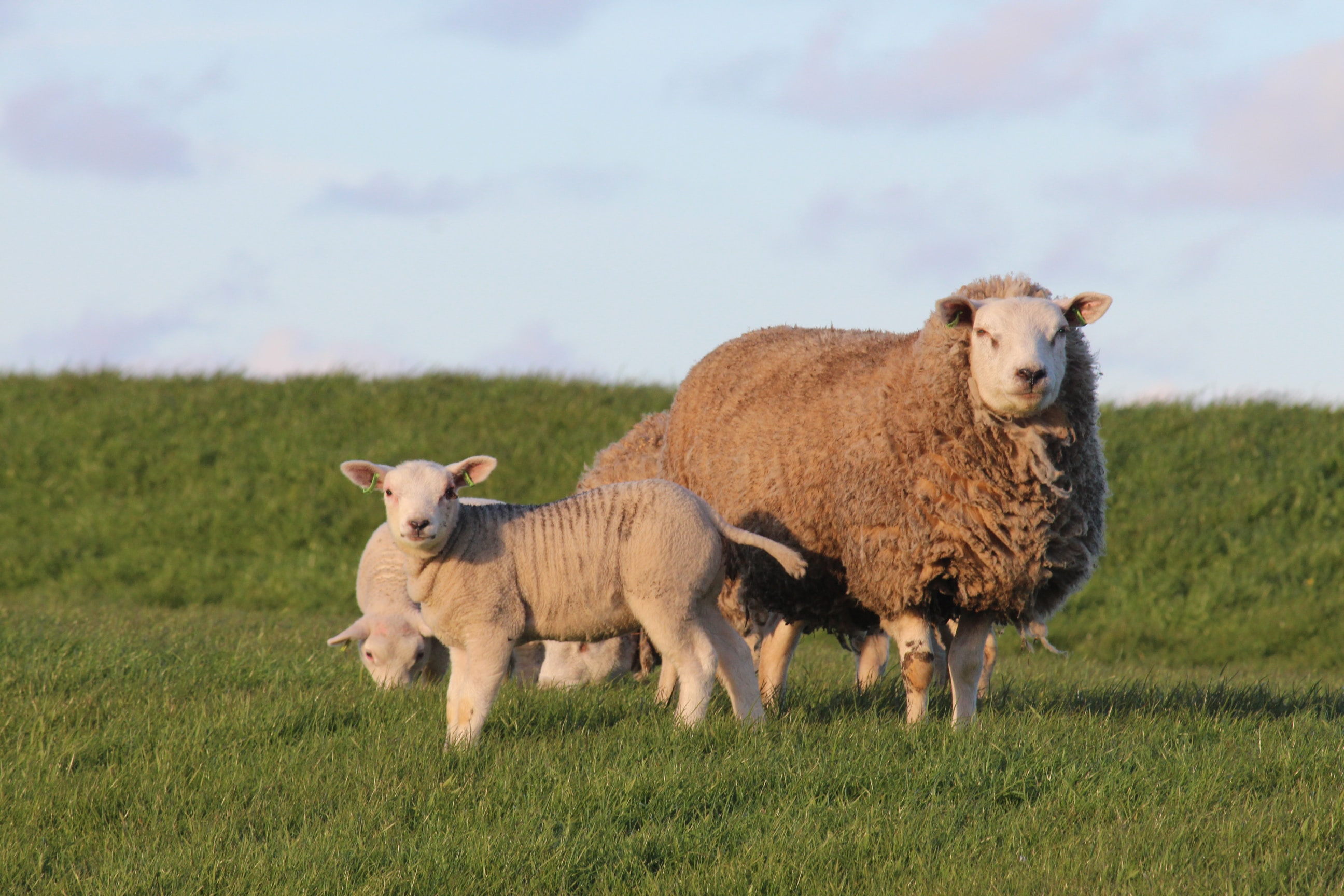 Whether you are cooking a slow cooked lamb shoulder or preparing a roast lamb shoulder, cooking with Scotch lamb is a cut above the rest.