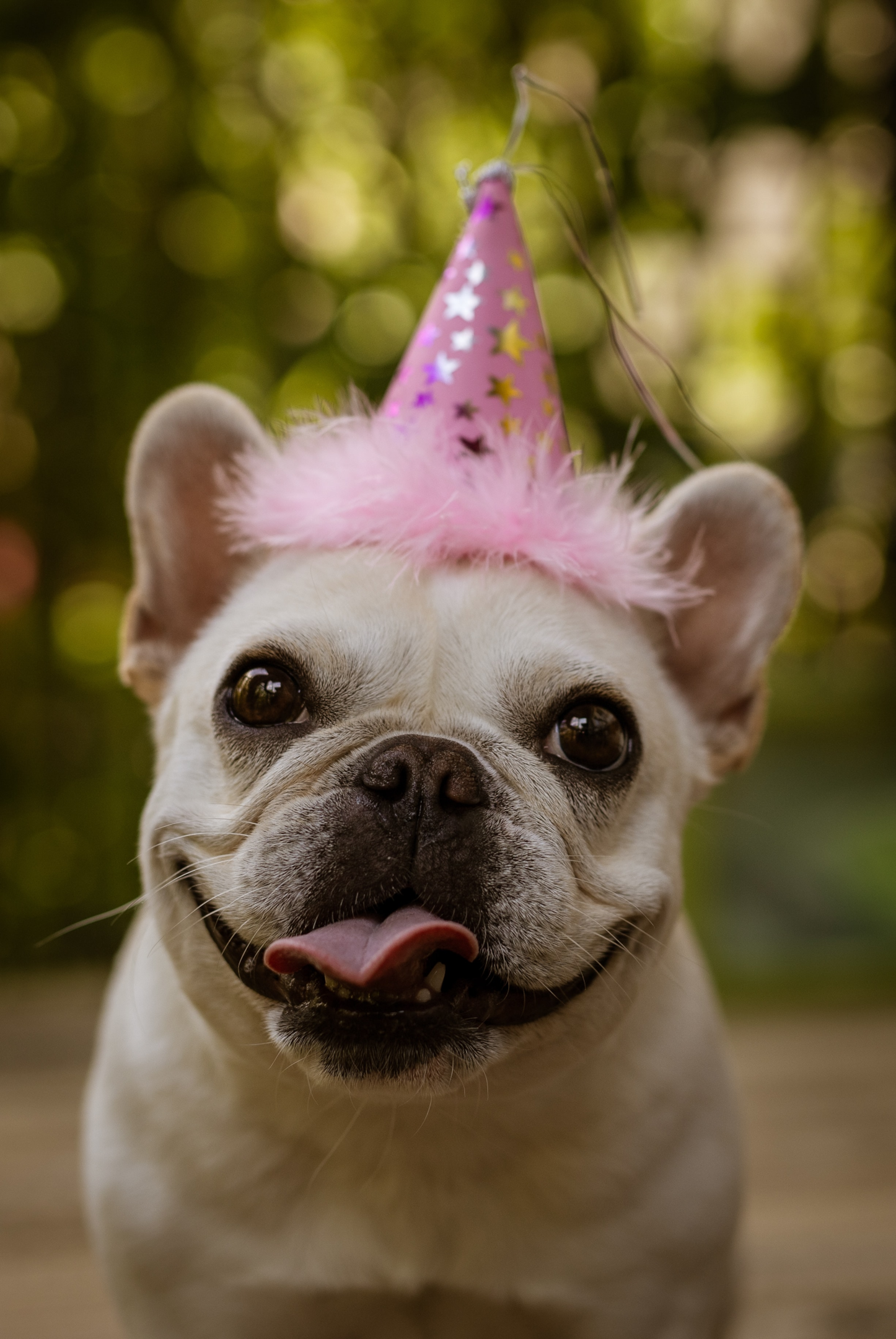 A close-up of a cute pug wearing a pink birthday cap.