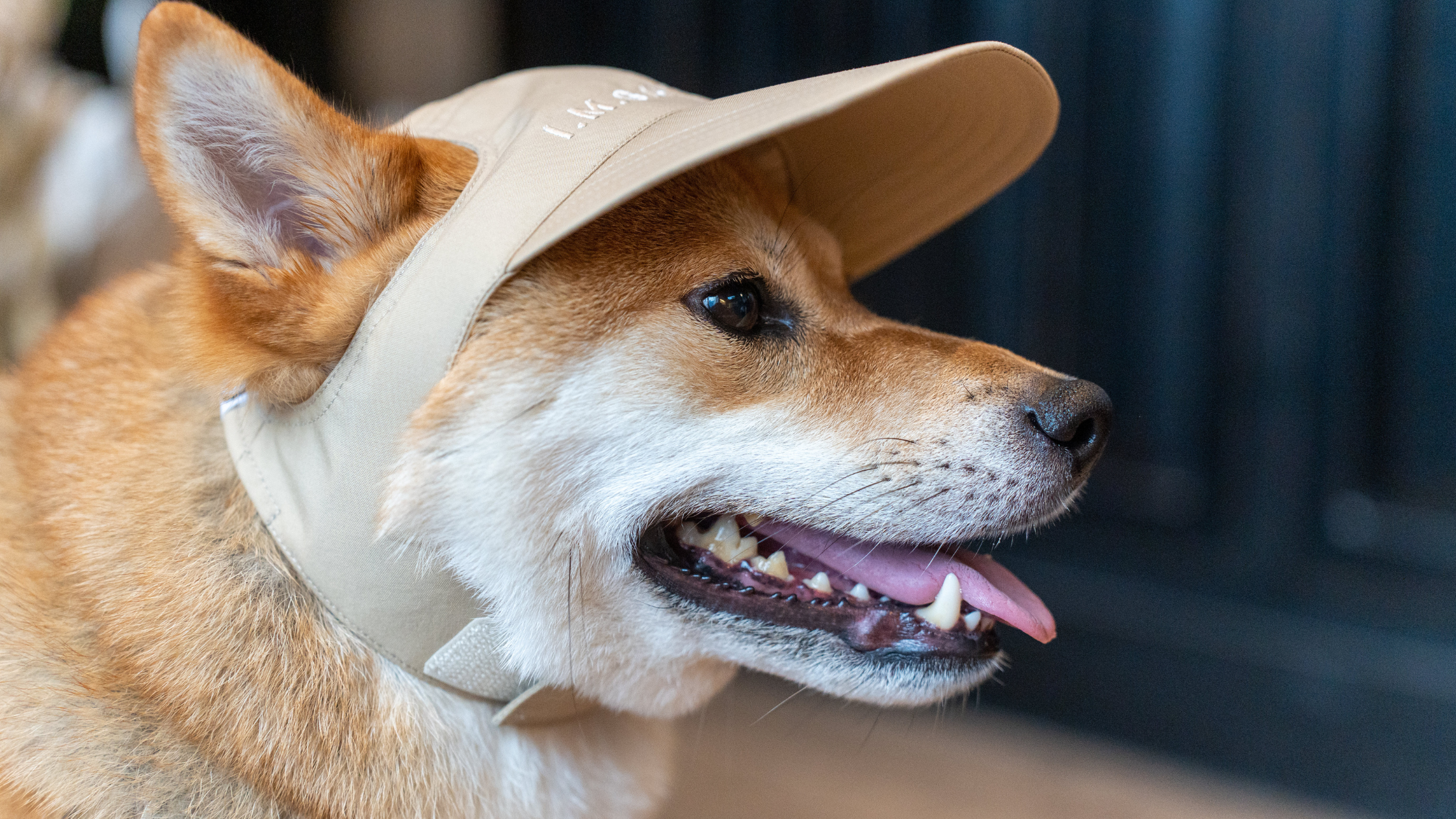 A Shikoku dog smiling while wearing a hat