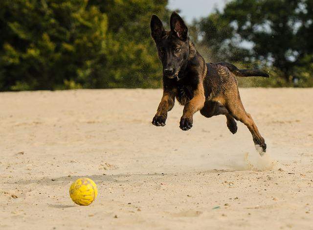 malinois, pooch, belgian shepherd dog