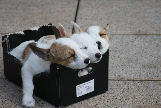 3 Sleeping Puppies In A Shoe Box
