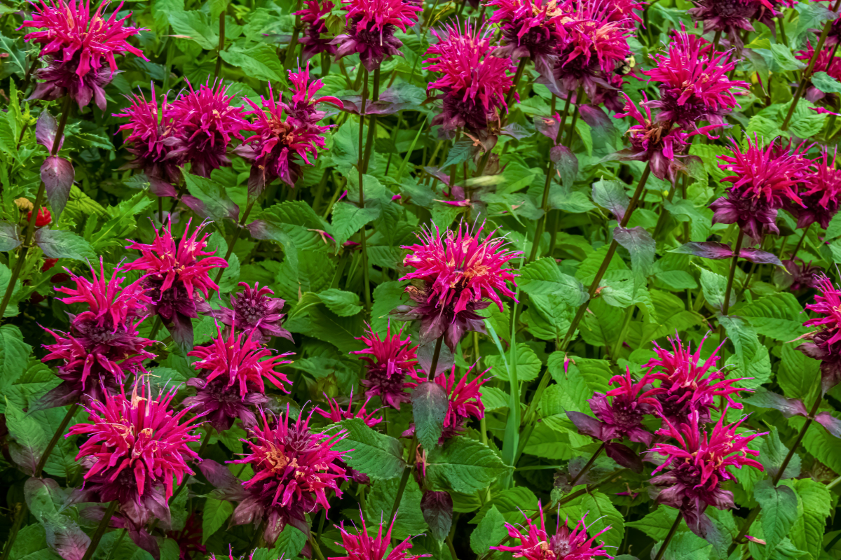 Bee Balm Monarda