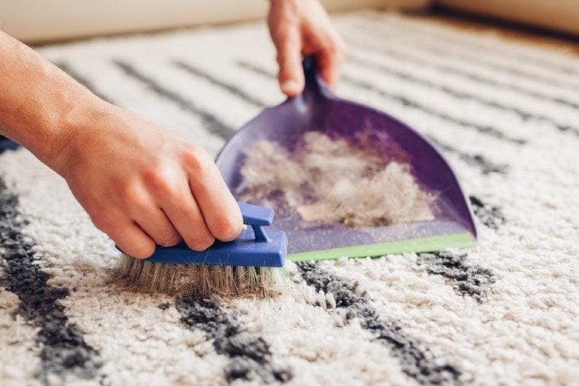 rubber brush, Removing Dog Hair from Your Carpet