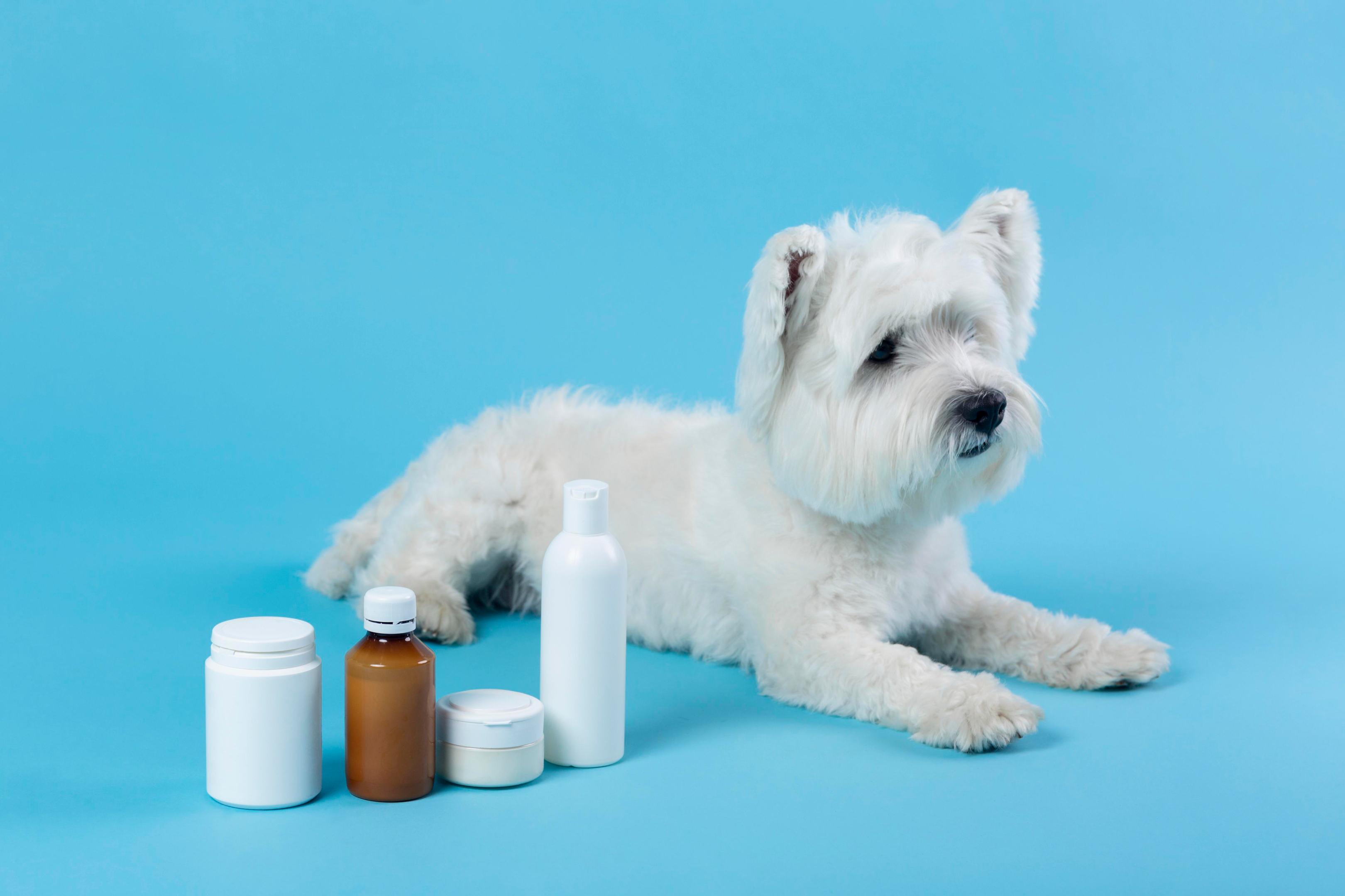 drug therapy, dog, serious condition
