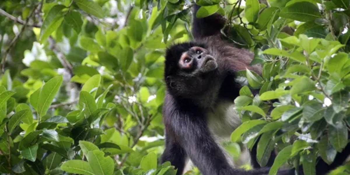 interesting animals in guatemala