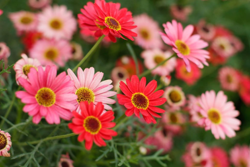28 Beautiful Flower Names That Start With A 06