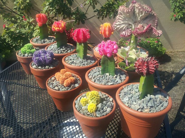  desert gem cactus, cacti