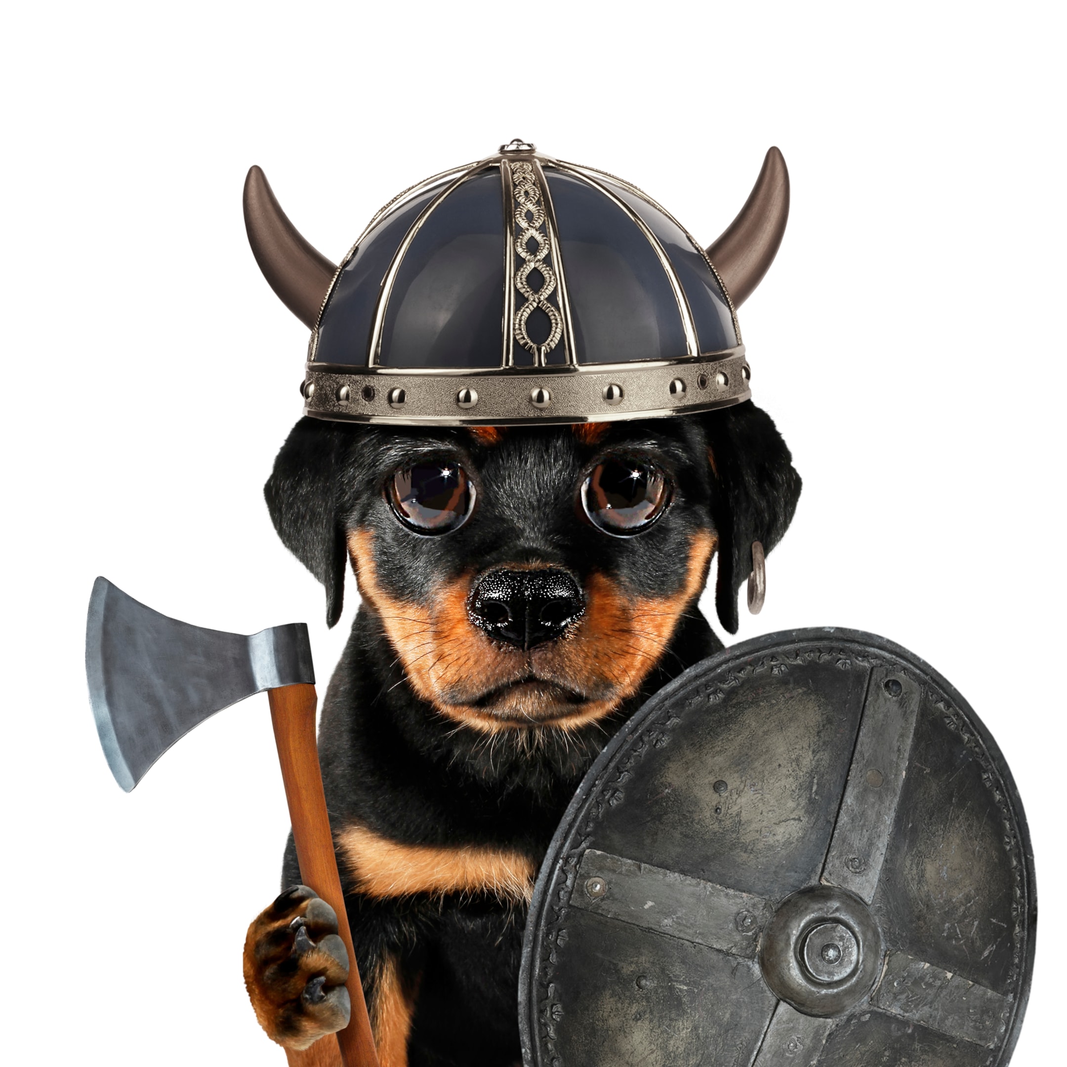 A puppy Rottweiler holding a shield and Viking axe 