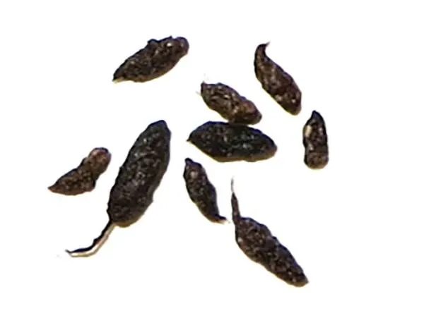 An image of mice droppings.
