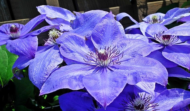clematis, flower background, flower wallpaper, beautiful flowers, flowers, plants, decorative, cereal, creeper, nature, beauty, closeup, blooming