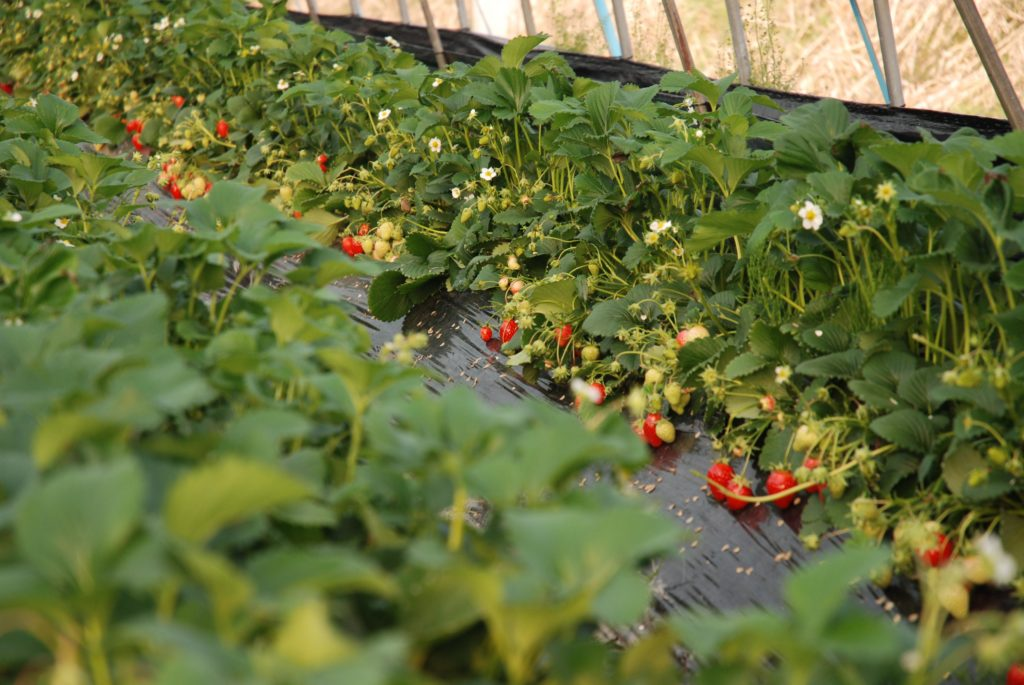 How are Japanese Strawberries cultivated?