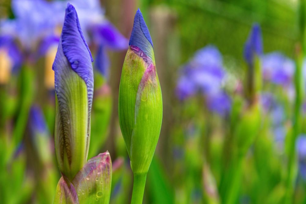 Lavender irises