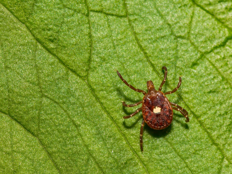 lone star tick