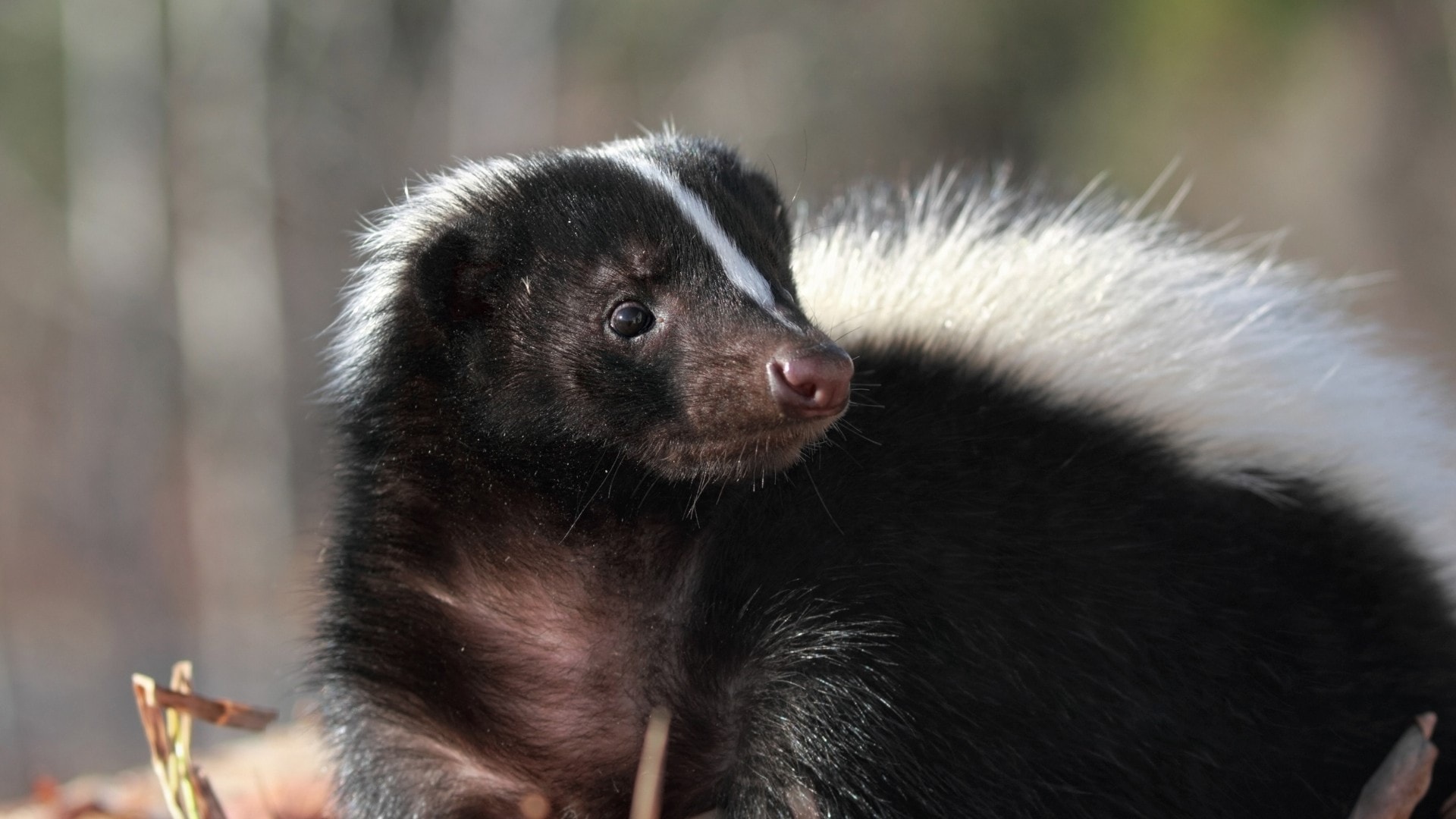 A skunk looking over its shoulder.