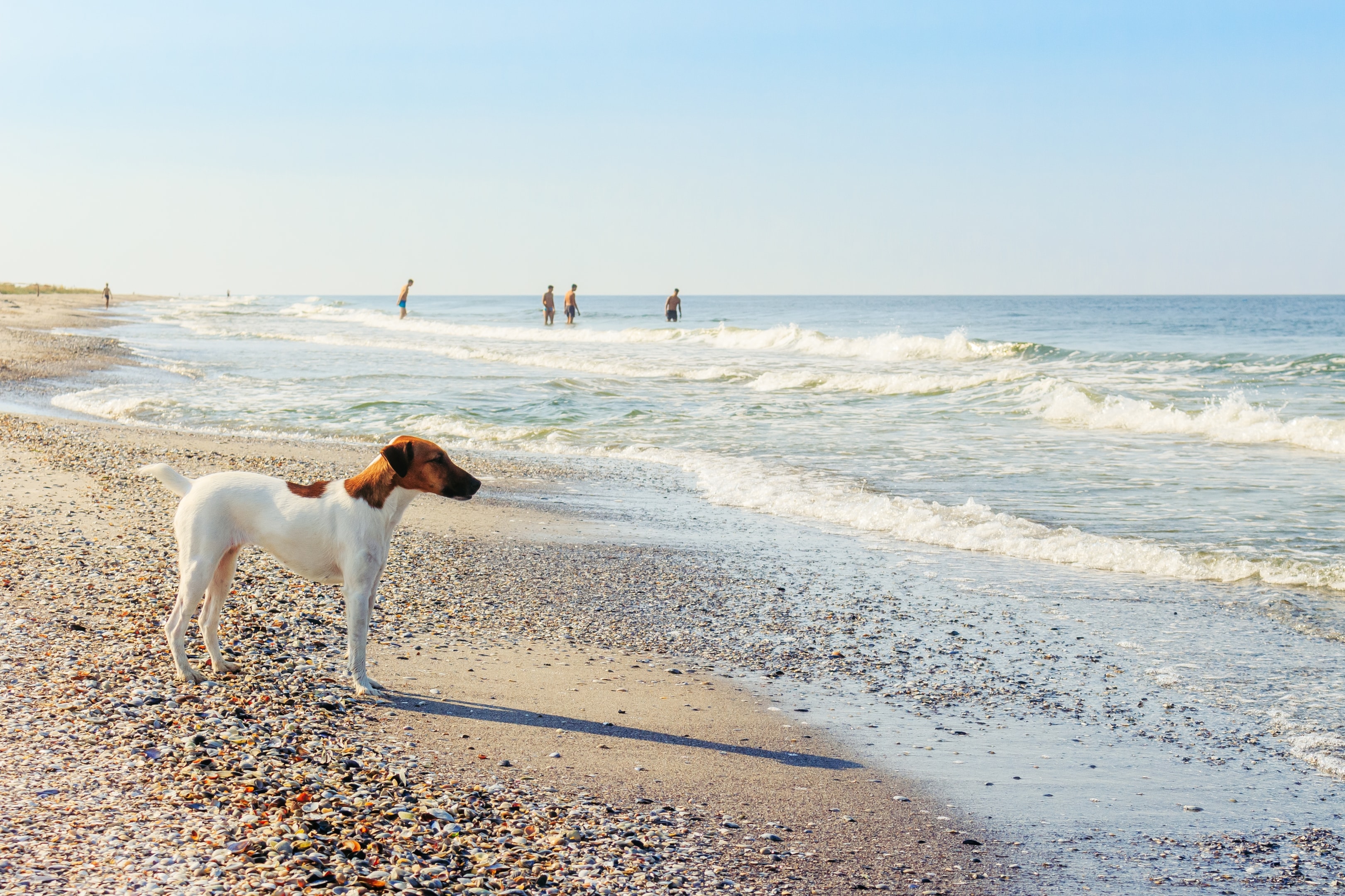 A Smooth Fox Terrier standing on the beach