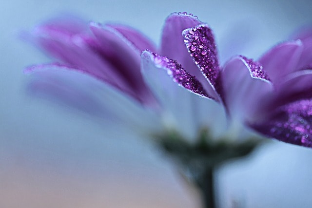 purple flower, flower, beautiful flowers, dewdrop, raindrop, nature, flower wallpaper, flora, close up, macro, violet, flower background, flower, flower, flower, flower, flower, violet